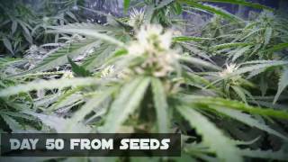 Jack-Herer (Auto-flower) day 30-50 from seeds