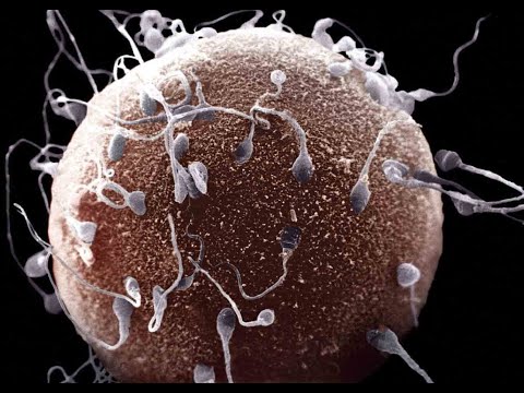 SPERMATOGENEZ VE OOGENEZ (GAMETOGENEZ)