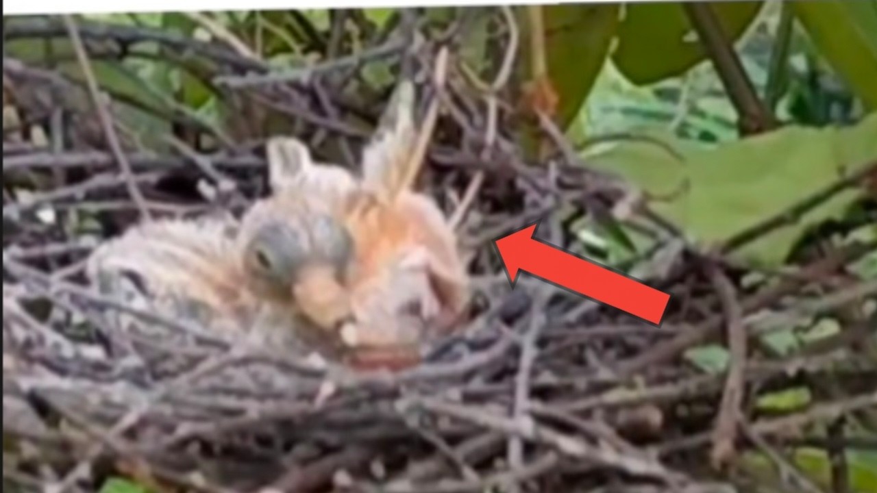 baby bird head stuck