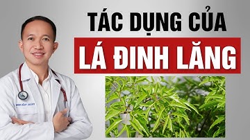 6 tác dụng tuyệt vời của lá đinh lăng đối với sức khỏe của bạn | Bác Sĩ Trần Minh