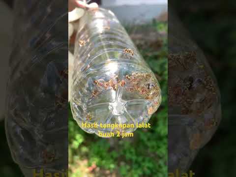 Video: Basil Pest Control - Kebenaran Tentang Basil Dan Lalat