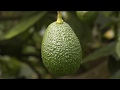 Buenas práctivas agrícolas Hacienda Zaracay aguacate hass