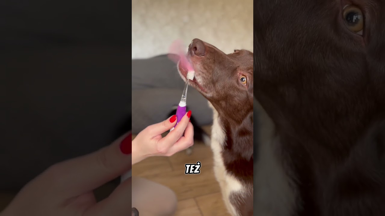 Na Waszą prośbę mój sposób na przyzwyczajenie psa do mycia zębów ♥️🦷