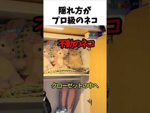 隠れ方がプロ級のネコ