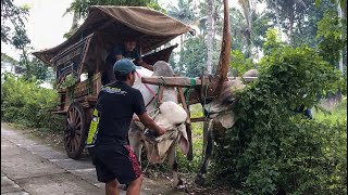 STUCK IN A TREE ‼️ LEARNING TO DRIVE AN OX CART TAKES STRUGGLE