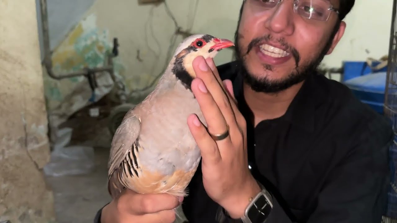 Chakor Bird Male and Female Difference