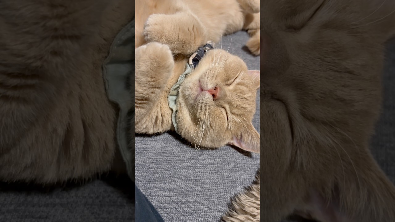 【くむちゃん】隣で寝てる一歳のミヌエットにちょっかいかけてみた② この可愛い生き物は…