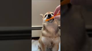 bath time for shiba inu