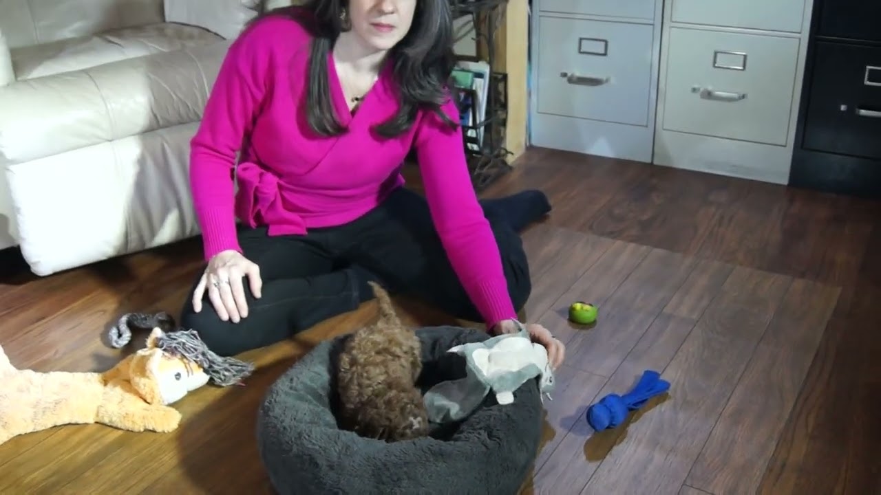 7 week old Cavapoo Puppy