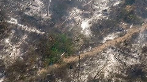 Deforestation in Amazon skyrockets to 12-year high