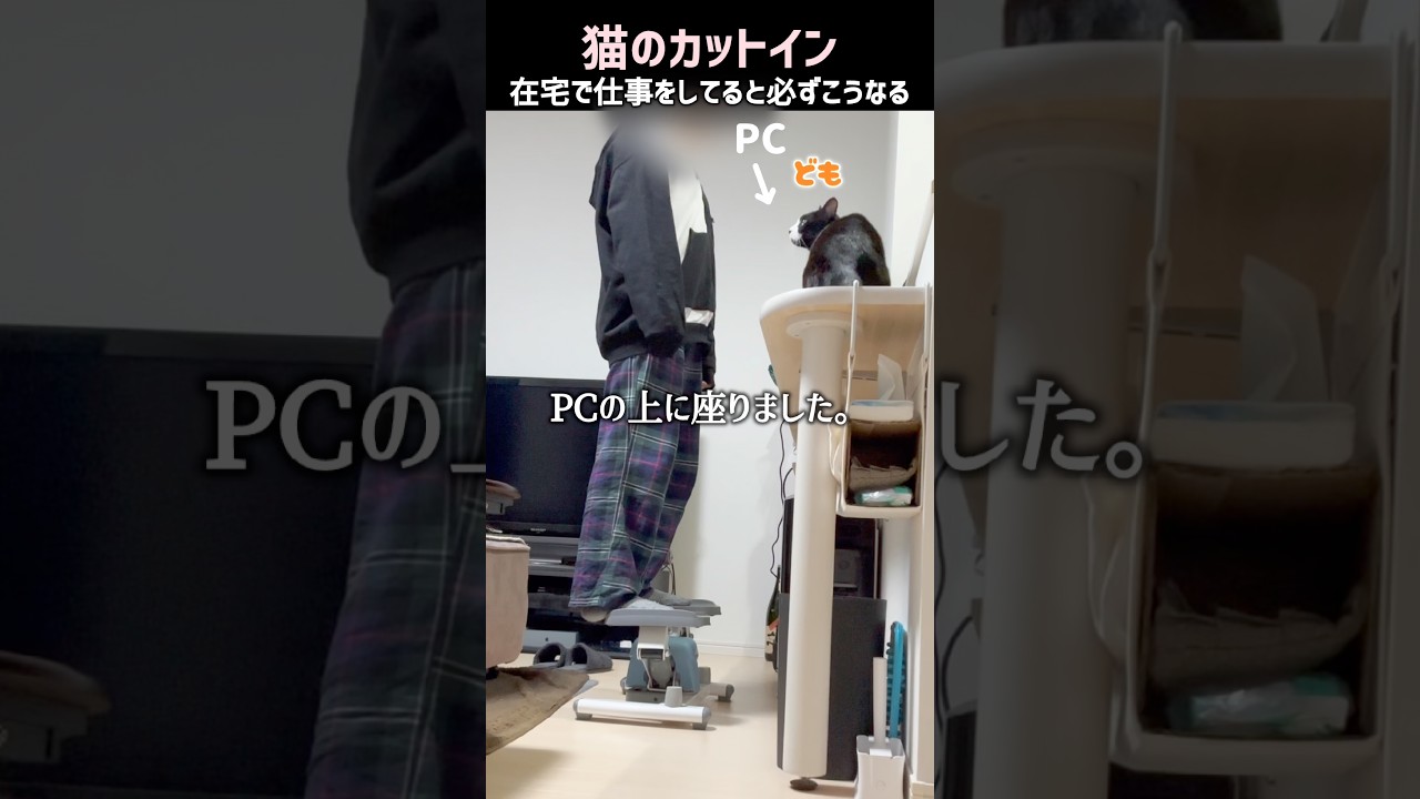 在宅ワークのお手伝いをしてくれる愛猫#ハチワレ #ばんくん #shorts