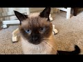 Sweet Siamese Cat 🥰 の動画、YouTube動画。