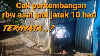 Cek rbw mini asal jadi jarak 10 hari⁉️ Ternyata sudah seperti ini hasilnya