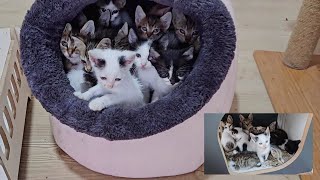When the first kitten chooses its bed to sleep, all kittens get into the same bed and sleep.