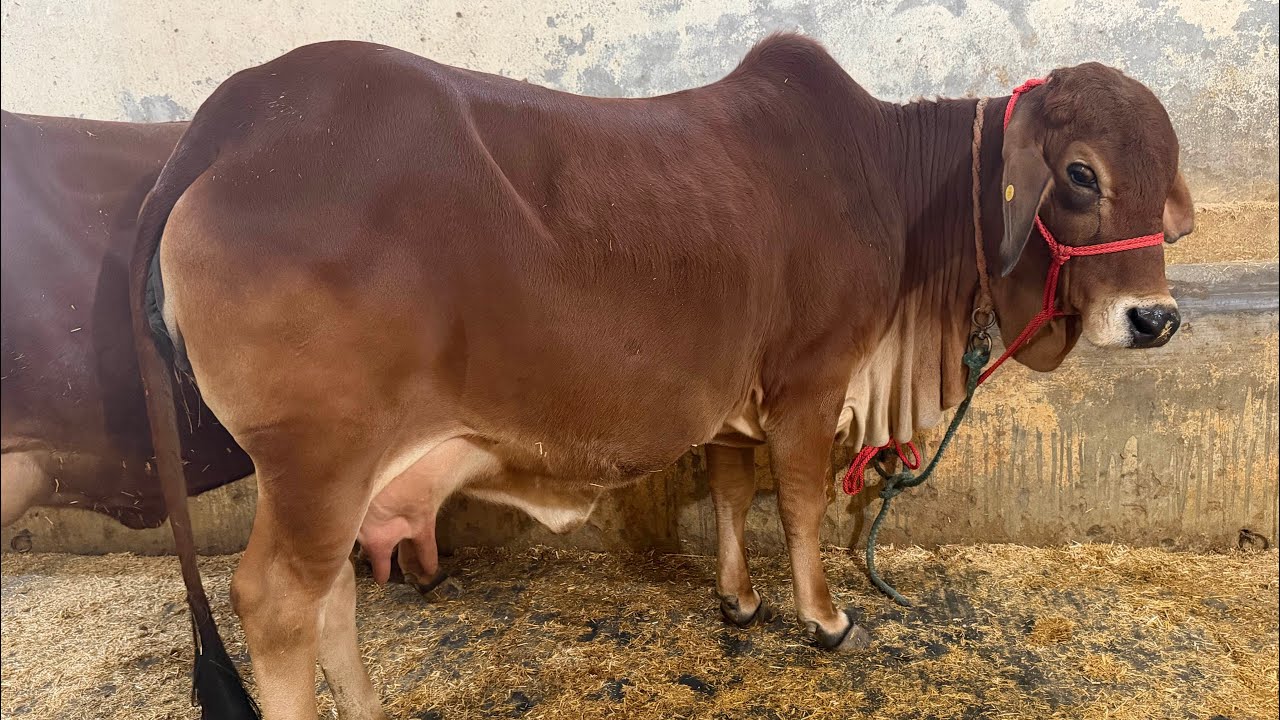 Top quality Sahiwal cow available for sale at Gupta Dairy Farm  