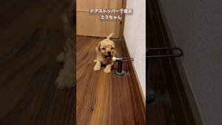 ドアストッパーで遊ぶミラちゃん