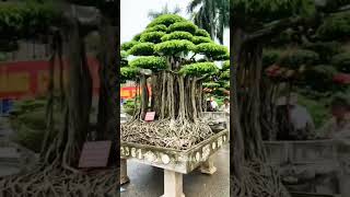 Bonsai Monster Bikin Merinding part 1 bonsaiart