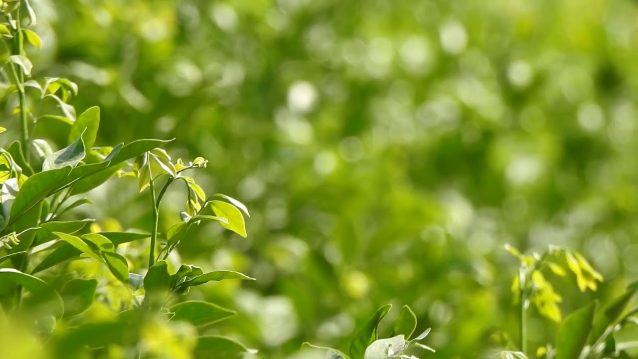 Nature Banner Harmony