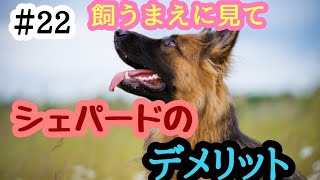 ＃22飼うまえに見て‼️シェパードのデメリット