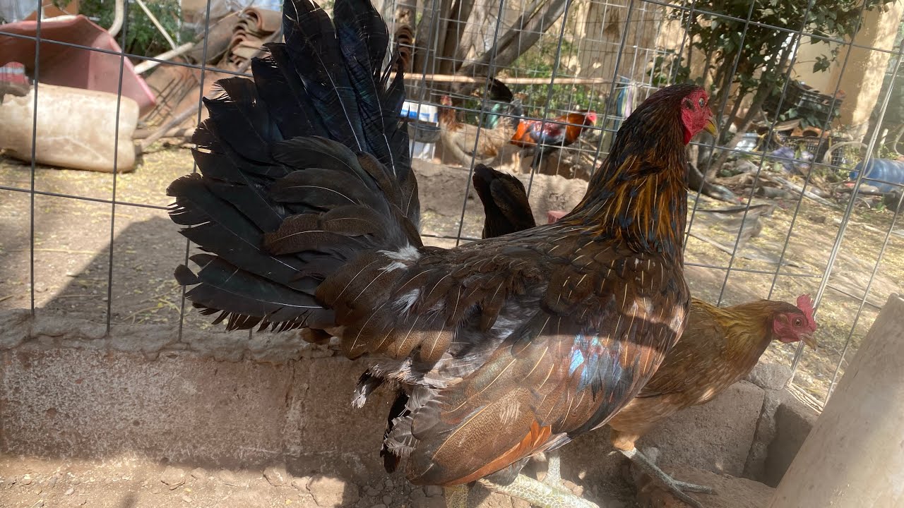 Lotes de Reproducción 2026