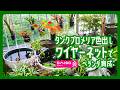 【観葉植物】タンクブロメリアの色出し!ベランダ育成｜ダイソーワイヤーネットで引っかけウォールを作る