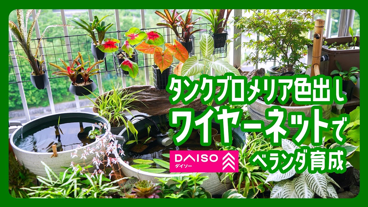 【観葉植物】タンクブロメリアの色出し!ベランダ育成｜ダイソーワイヤーネットで引っかけウォールを作る
