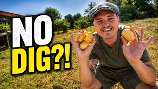 Did the Ruth Stout Method Actually Work? 🥔 No-Dig Potato Harvest - EP26