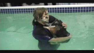 Ruby's Therapy Session at SplashDog in Edmonds, WA