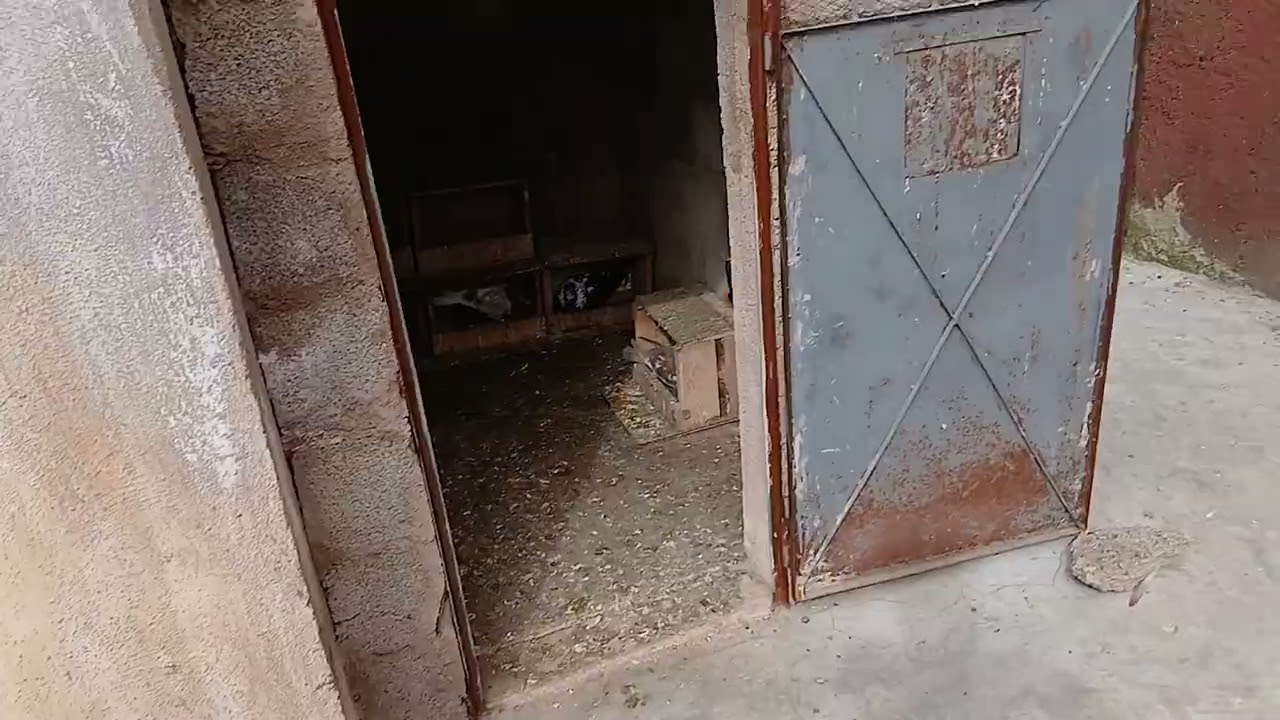 الحمد الله رجعلي ذكر كناريو زائيد صيد الحمام 🕊تتيمة الفيديو لي قبل💥🕊