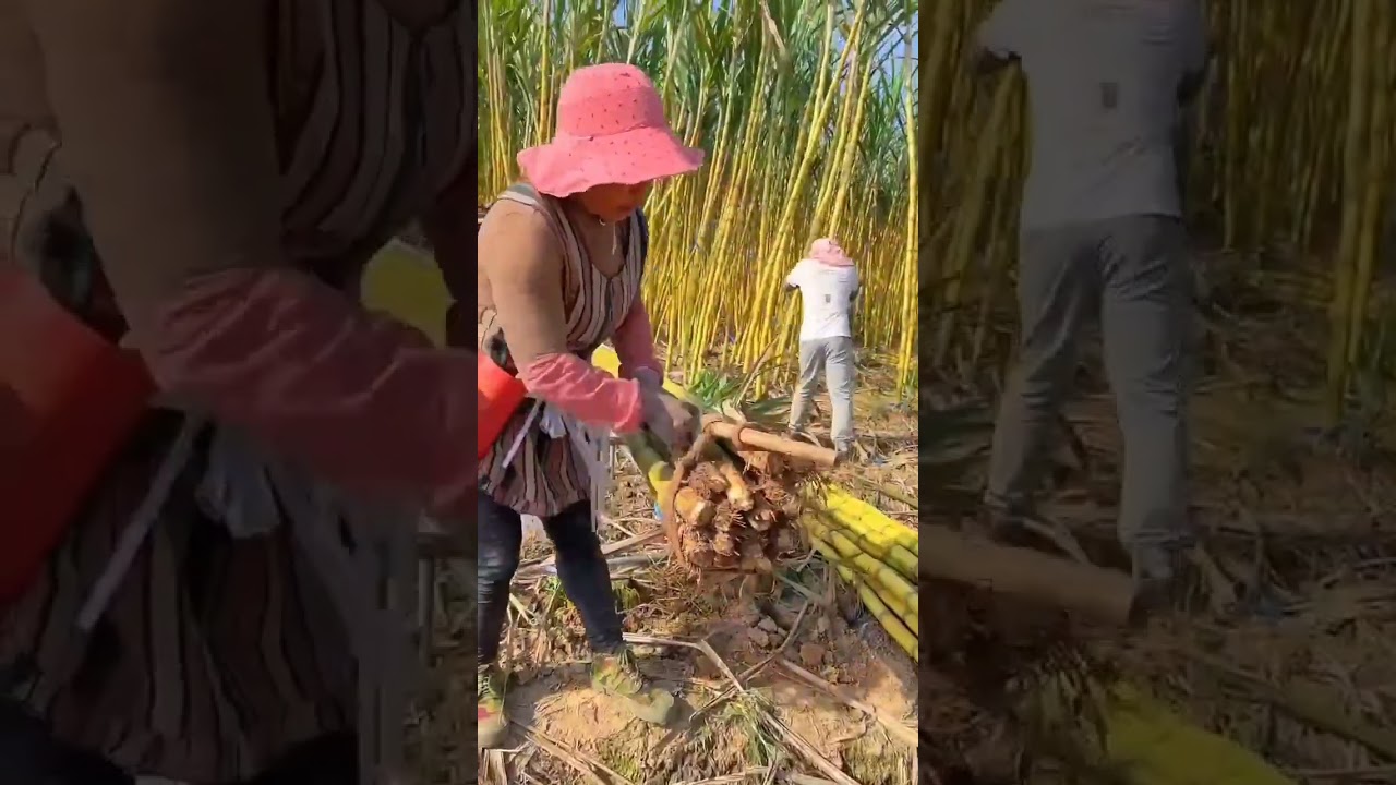 the process of tying sugar cane for transportation