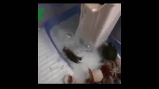 Spinning Turtle Tribute