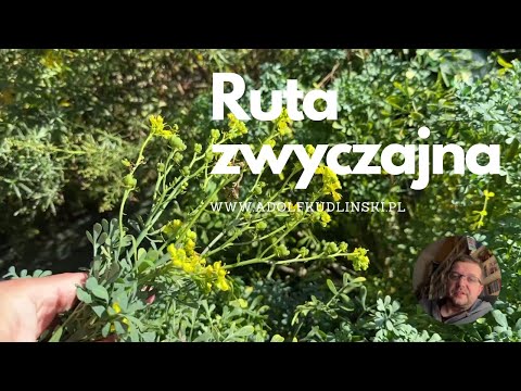 Wideo: Zbieranie ziół ruty – jak i kiedy używać roślin ruty z ogrodu