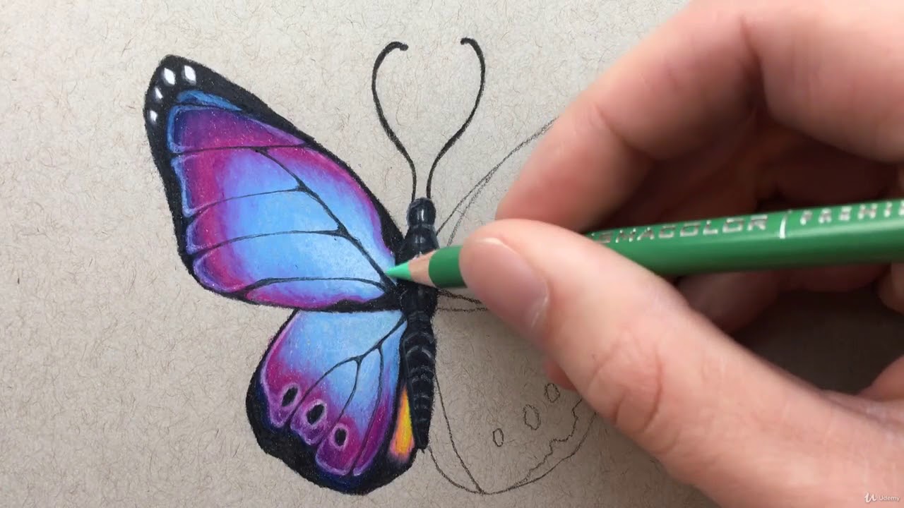 The Colored Pencil Drawing Course Beginner to Advanced Introduction