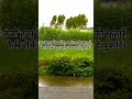 Mast barsat yaad aati hai#viral #shortsfeed #youtube