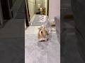 そあちんは本当は猫でした。#shorts #犬 #猫 #犬と猫 #犬のいる暮らし #猫のいる暮らし