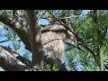 Juvenile California Ground Squirrel in a Tree