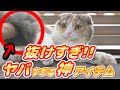 【もう1匹増やす】猫にファーミネーター（短毛種用）を使ってブラッシングしたらハチャメチャになった！