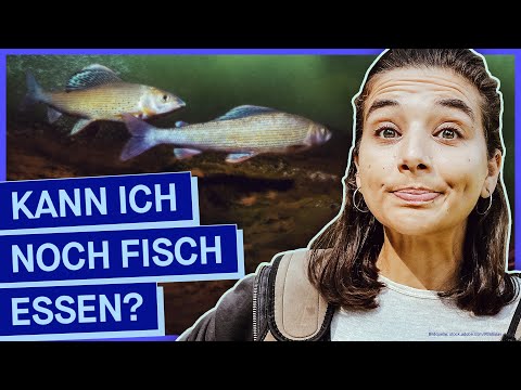 Video: Warum ist es wichtig, die Richtlinien für den Verzehr von Fisch zu befolgen?