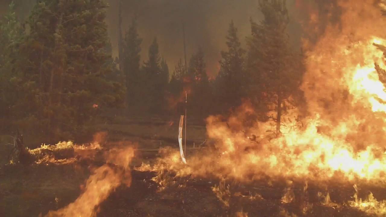 FBAT, Yellowstone National Park, Maple Fire Plot 6, 8/21/2016