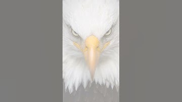 #19 Mind blowing fact about animals || facts about animals || new facts #shorts #youtubeshorts