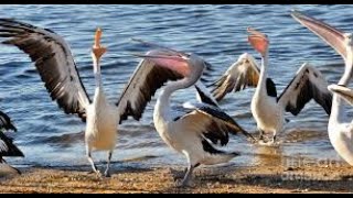 Top 5 pelican music (special request)