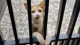 Every day this mother cat comes to ask for food by Lily Ivo 7,530 views 4 months ago 6 minutes, 2 seconds