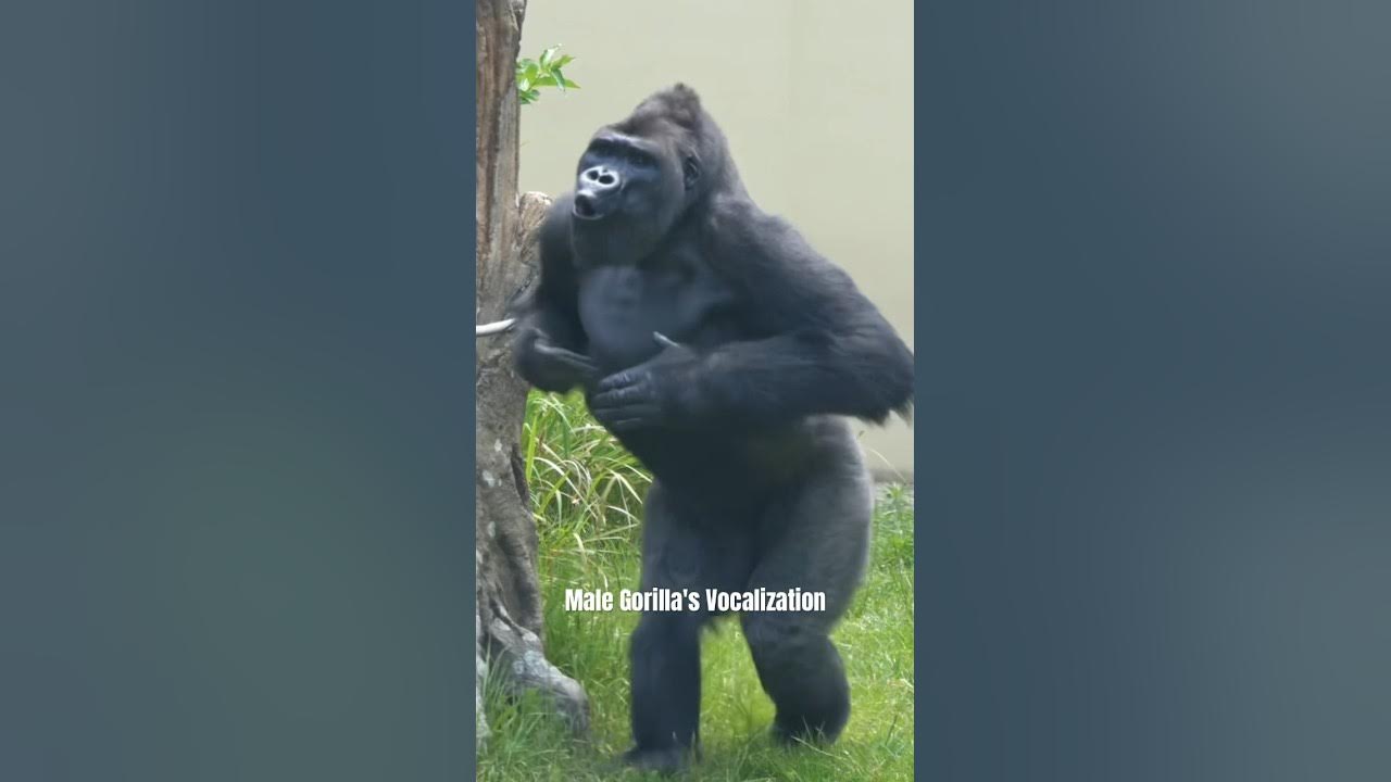 Blackback Gorilla's vocalization & massive chest beating! #gorilla #kiyomasa #blackback Blackback Gorilla's vocalization & massive chest beating! #gorilla #kiyomasa #blackback