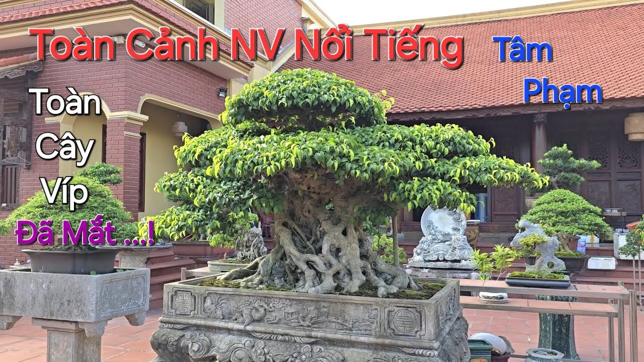 CHOÁNG NGỢP với 2 vườn cây TOÀN CÂY VÍP của Nv Anh TÂM PHẠM - PHỦ LÝ - NINH BÌNH - 0913699280 .