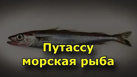 Путассу. Что приготовить из путассу.