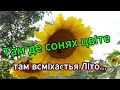 Там де сонях цвіте там всміхається Літо 