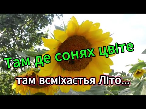 Там де сонях цвіте там всміхається Літо 
