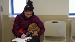 Animal Welfare Association Spay & Neuter Social Media Video