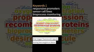 CHO Cell Paper Summary | Development of Responsive Promoters and their Utilization for Stable CHO S…