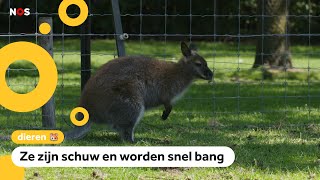 Download Lagu Zorgen over ontsnapte wallaby's in Nederland MP3